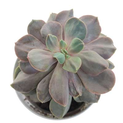 Echeveria 'Serena' - Giromagi