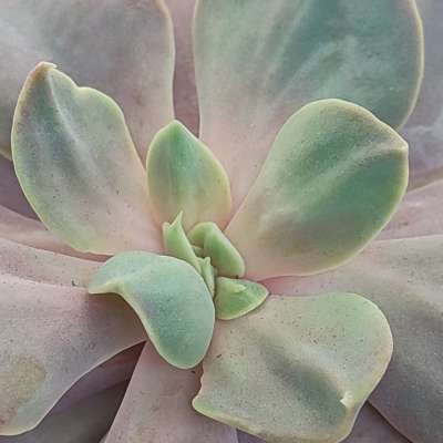 Echeveria 'Serena' - Giromagi