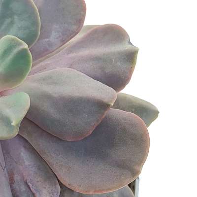 Echeveria 'Serena' - Giromagi