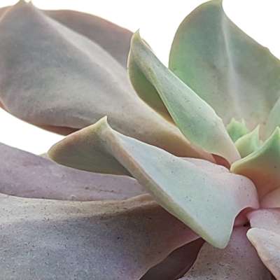 Echeveria 'Serena' - Giromagi