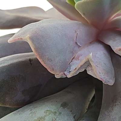 Echeveria 'Serena' - Giromagi