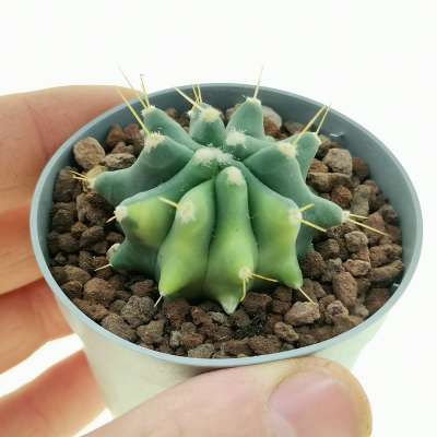 Ferocactus glaucescens f. inermis variegata