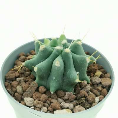 Ferocactus glaucescens f. inermis variegata - Giromagi