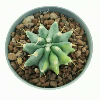 Ferocactus glaucescens f. inermis variegata - Giromagi