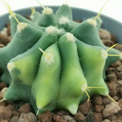 Ferocactus glaucescens f. inermis variegata - Giromagi