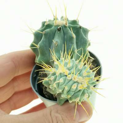 Ferocactus glaucescens f. inermis crestata