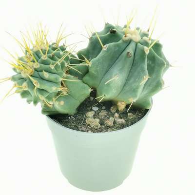 Ferocactus glaucescens f. inermis crestata - Giromagi