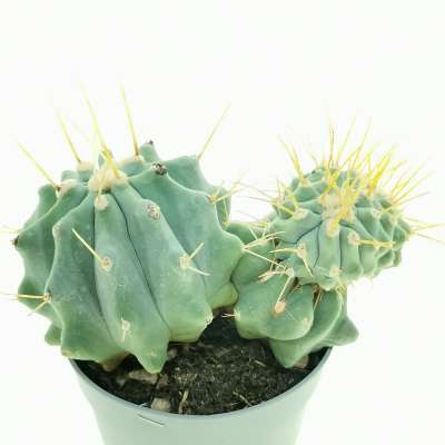 Ferocactus glaucescens f. inermis crestata - Giromagi
