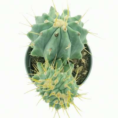 Ferocactus glaucescens f. inermis crestata - Giromagi