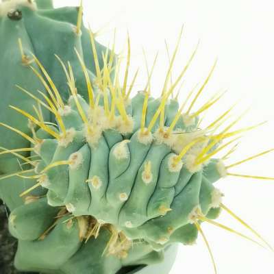 Ferocactus glaucescens f. inermis crestata - Giromagi
