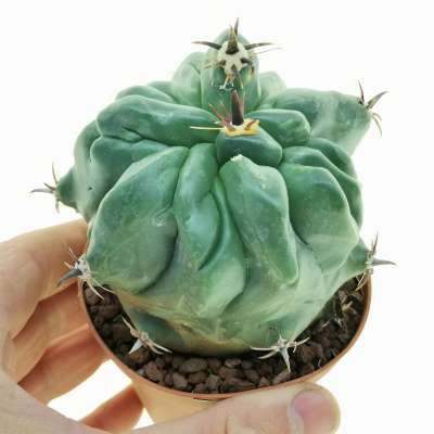 Ferocactus horridus f. brevispinus mostruosa