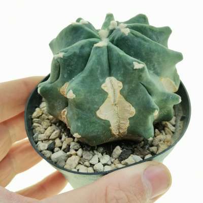 Ferocactus glaucescens cv. Split Rock