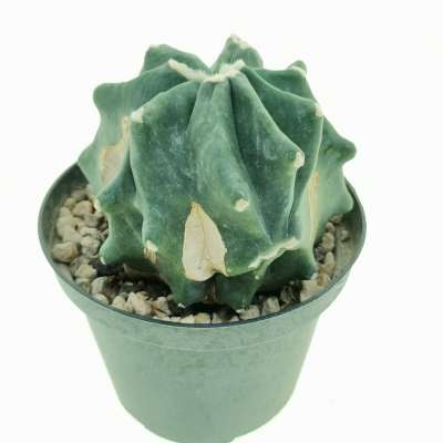 Ferocactus glaucescens cv. Split Rock - Giromagi