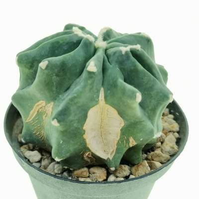 Ferocactus glaucescens cv. Split Rock - Giromagi