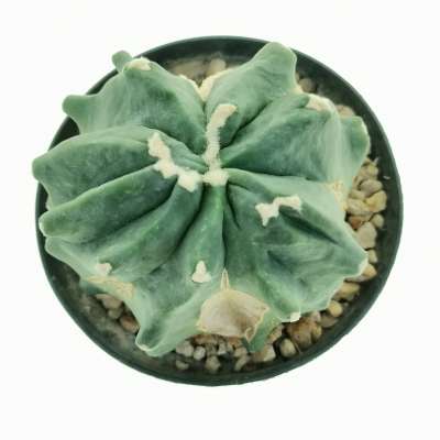 Ferocactus glaucescens cv. Split Rock - Giromagi