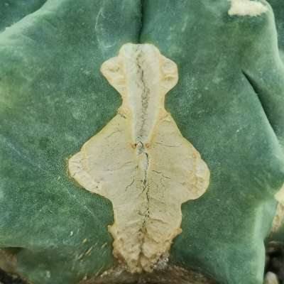 Ferocactus glaucescens cv. Split Rock - Giromagi