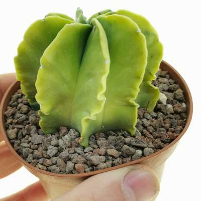 Astrophytum myriostigma var. multicostatum nudum f. variegata