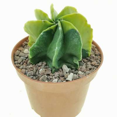 Astrophytum myriostigma var. multicostatum nudum f. variegata - Giromagi