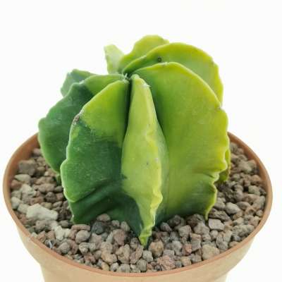 Astrophytum myriostigma var. multicostatum nudum f. variegata - Giromagi