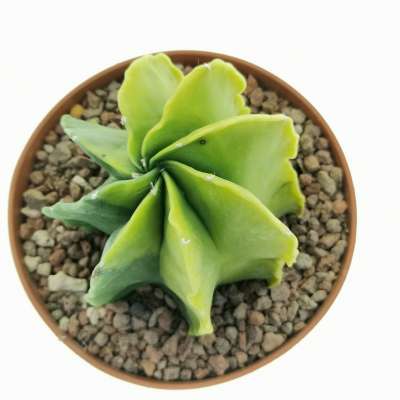 Astrophytum myriostigma var. multicostatum nudum f. variegata - Giromagi