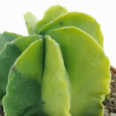 Astrophytum myriostigma var. multicostatum nudum f. variegata - Giromagi