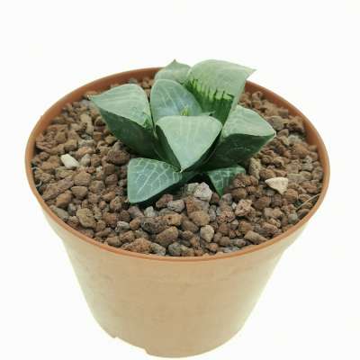 Haworthia emelyae var. Comptoniana 'Crystal' - Giromagi