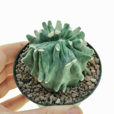 Ferocactus glaucescens cv. Split Rock f. crestata