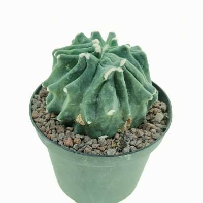 Ferocactus glaucescens cv. Split Rock f. crestata - Giromagi