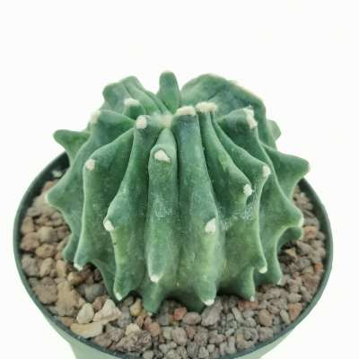 Ferocactus glaucescens cv. Split Rock f. crestata - Giromagi
