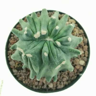 Ferocactus glaucescens cv. Split Rock f. crestata - Giromagi