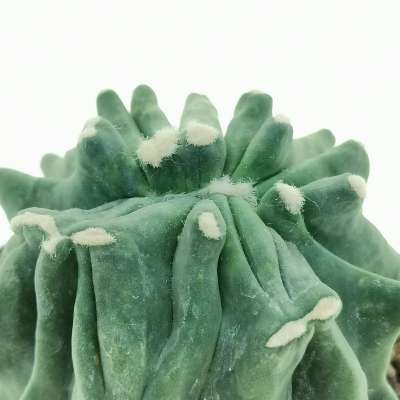 Ferocactus glaucescens cv. Split Rock f. crestata - Giromagi