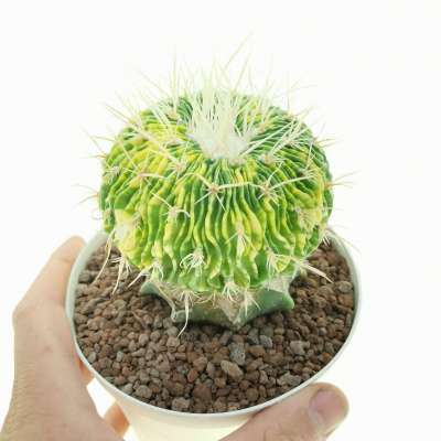 Echinofossulocactus multicostatus f. variegata
