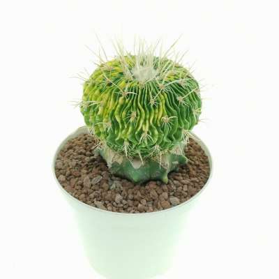 Echinofossulocactus multicostatus f. variegata - Giromagi