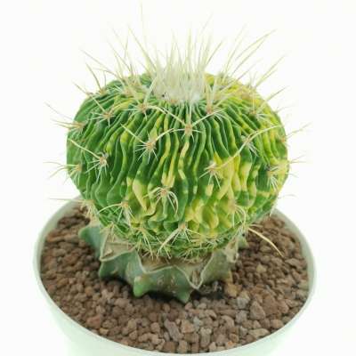 Echinofossulocactus multicostatus f. variegata - Giromagi