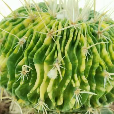 Echinofossulocactus multicostatus f. variegata - Giromagi