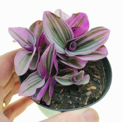 Tradescantia albiflora 'nanouk' - Giromagi