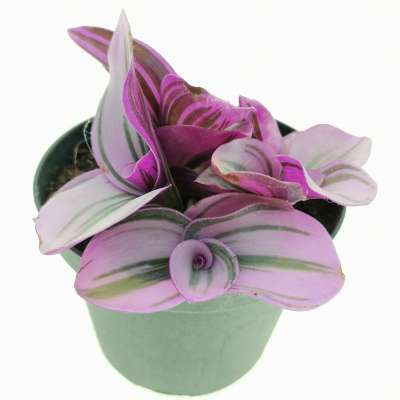 Tradescantia albiflora 'nanouk' - Giromagi