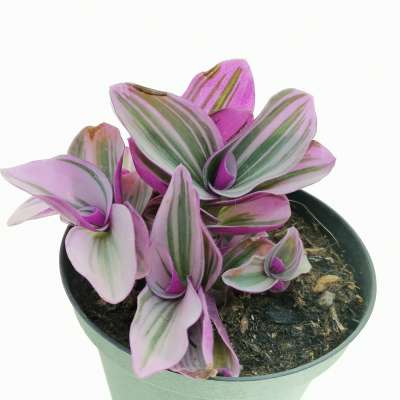Tradescantia albiflora 'nanouk' - Giromagi