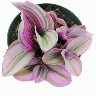 Tradescantia albiflora 'nanouk' - Giromagi