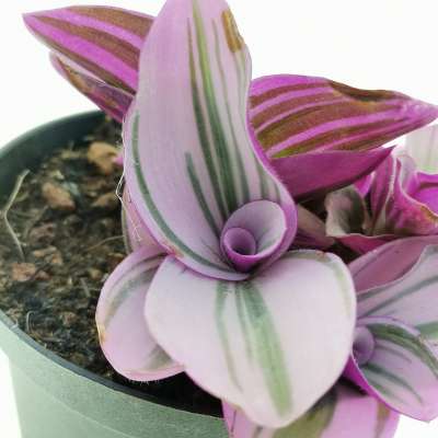 Tradescantia albiflora 'nanouk' - Giromagi