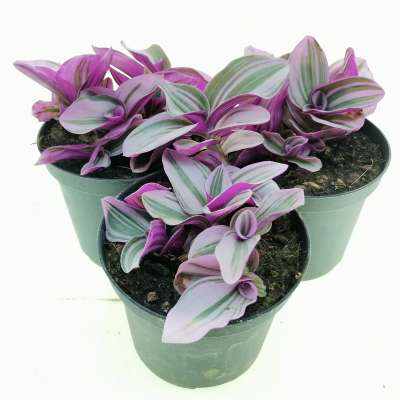 Tradescantia albiflora 'nanouk' - Giromagi