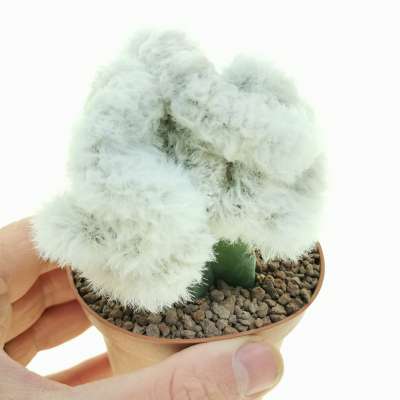 Cephalocereus senilis f. crestata (Testa di vecchio)