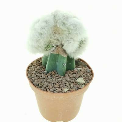 Cephalocereus senilis f. crestata (Testa di vecchio) - Giromagi