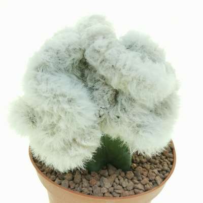 Cephalocereus senilis f. crestata (Testa di vecchio) - Giromagi