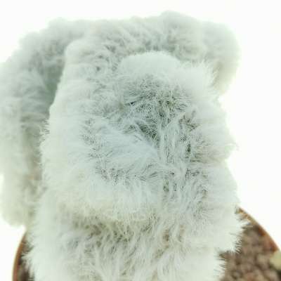 Cephalocereus senilis f. crestata (Testa di vecchio) - Giromagi