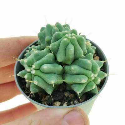 Ferocactus glaucescens f. inermis prolifera