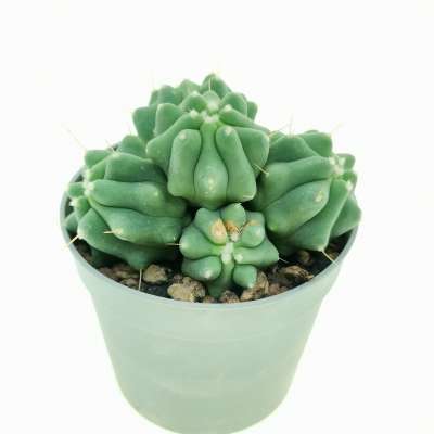 Ferocactus glaucescens f. inermis prolifera - Giromagi