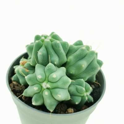 Ferocactus glaucescens f. inermis prolifera - Giromagi
