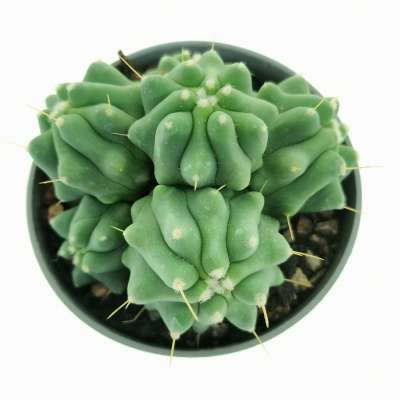 Ferocactus glaucescens f. inermis prolifera - Giromagi