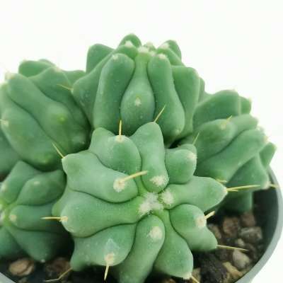 Ferocactus glaucescens f. inermis prolifera - Giromagi
